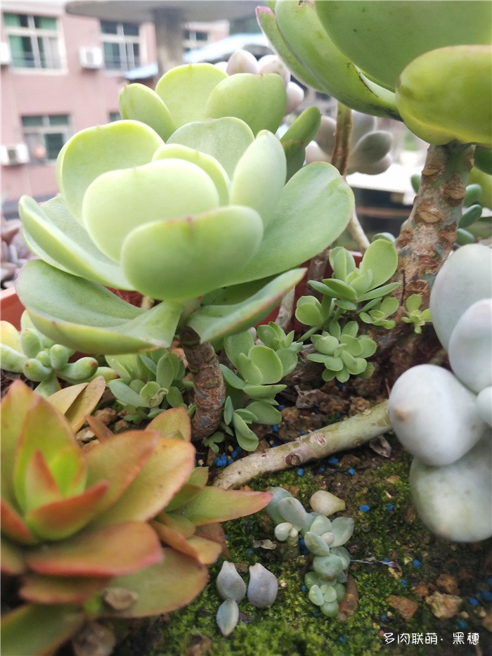 碧桃