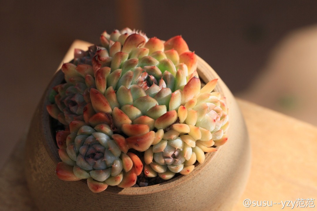 彼岸花 Echeveria 'Alabaster Magic'