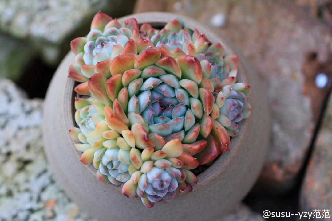 彼岸花 Echeveria 'Alabaster Magic'