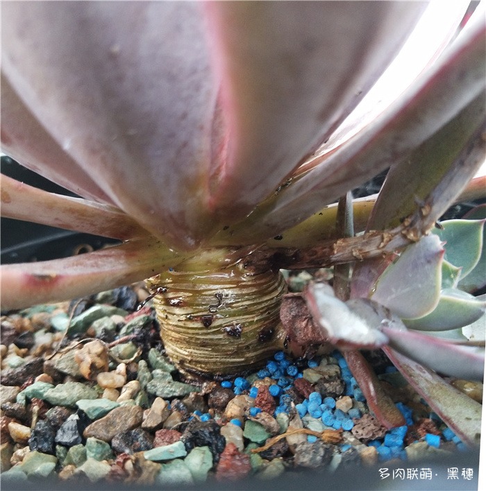 赫拉