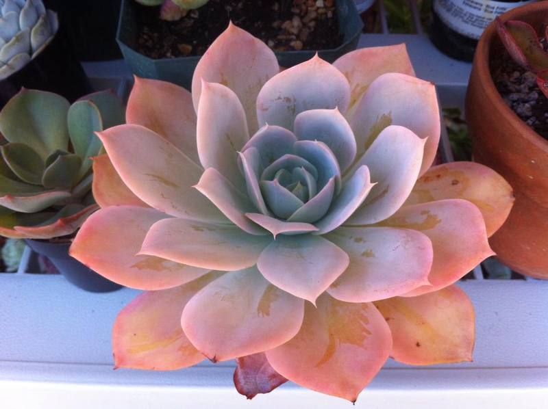 九霄 Echeveria 'Cloud Nine'