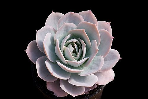 九霄 Echeveria 'Cloud Nine'