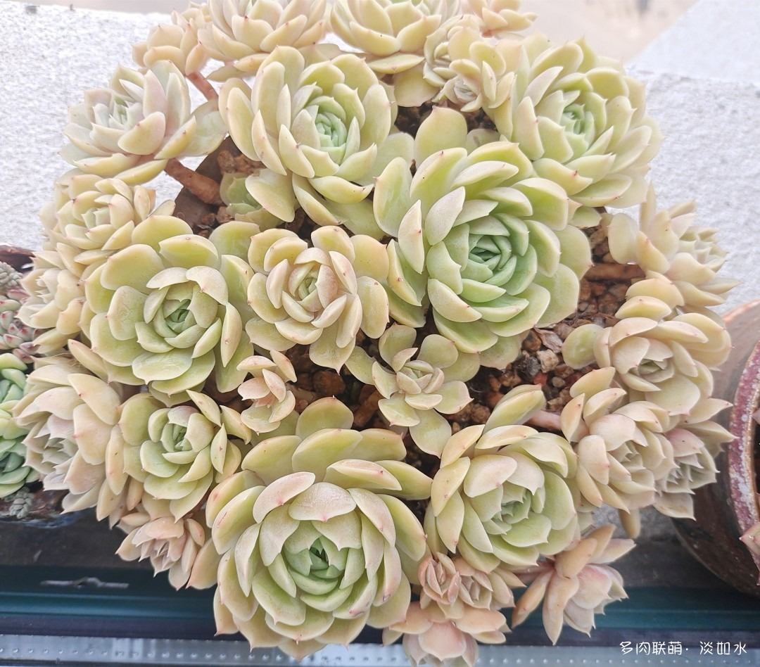 昂斯诺