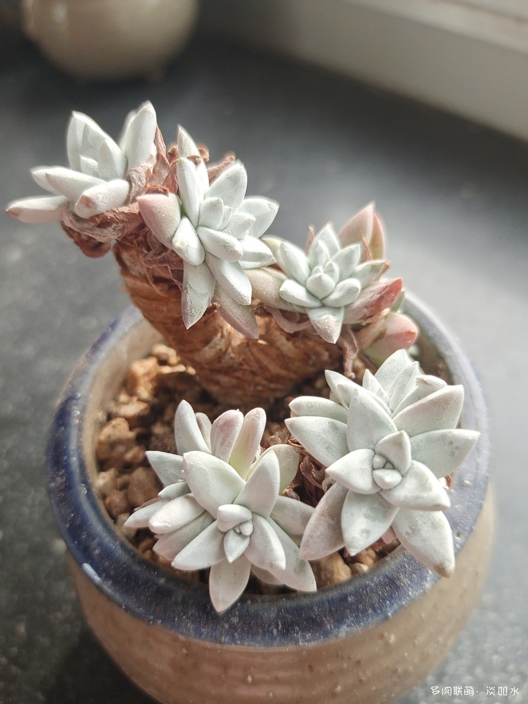 白菊