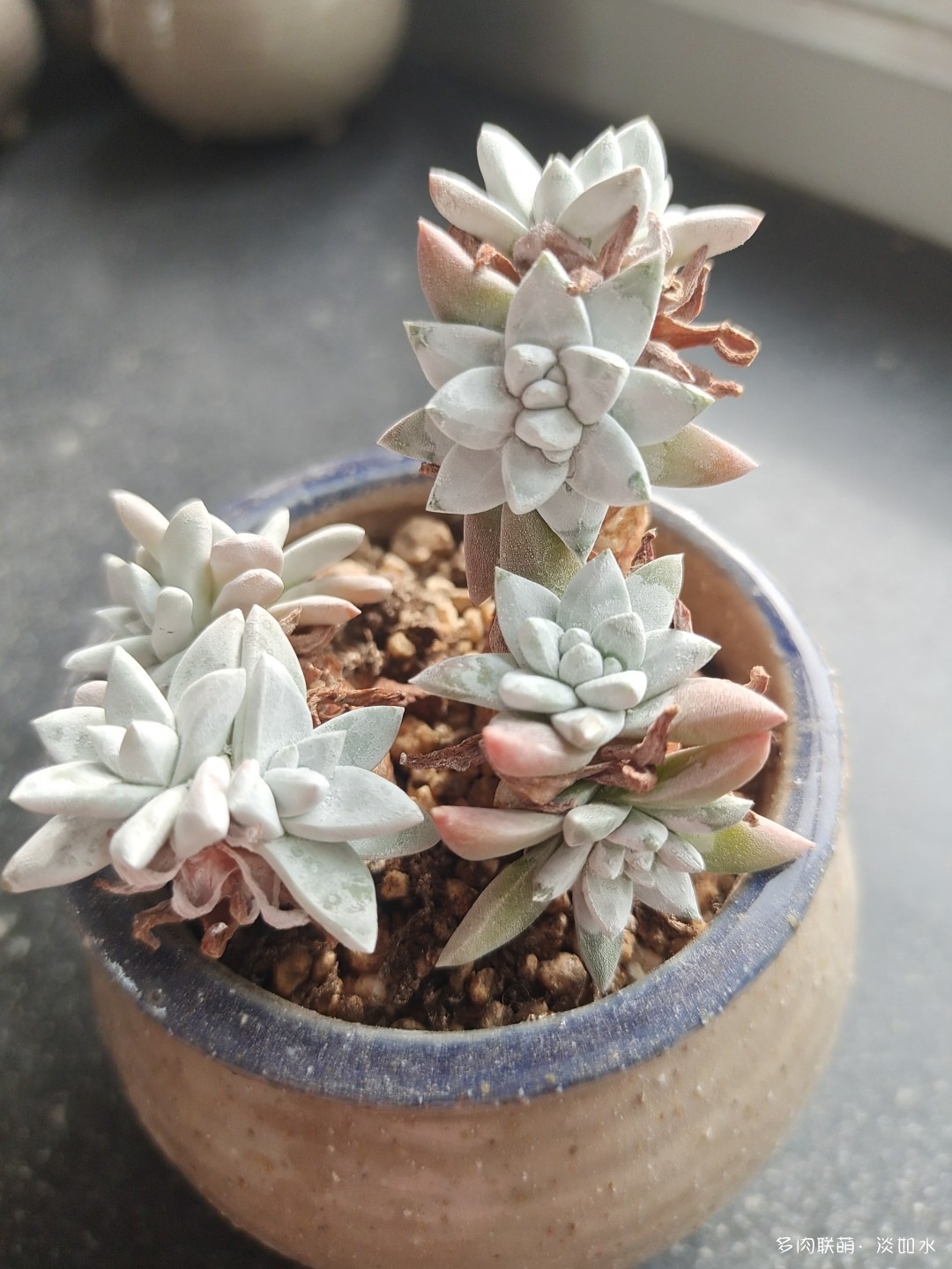 白菊