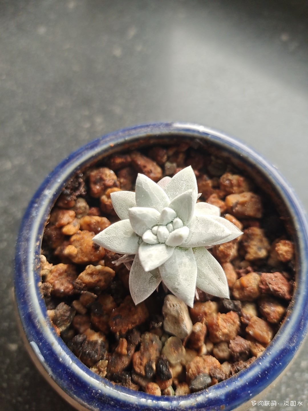 白菊