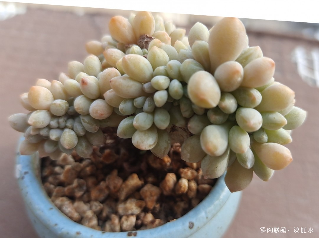 多肉缀化