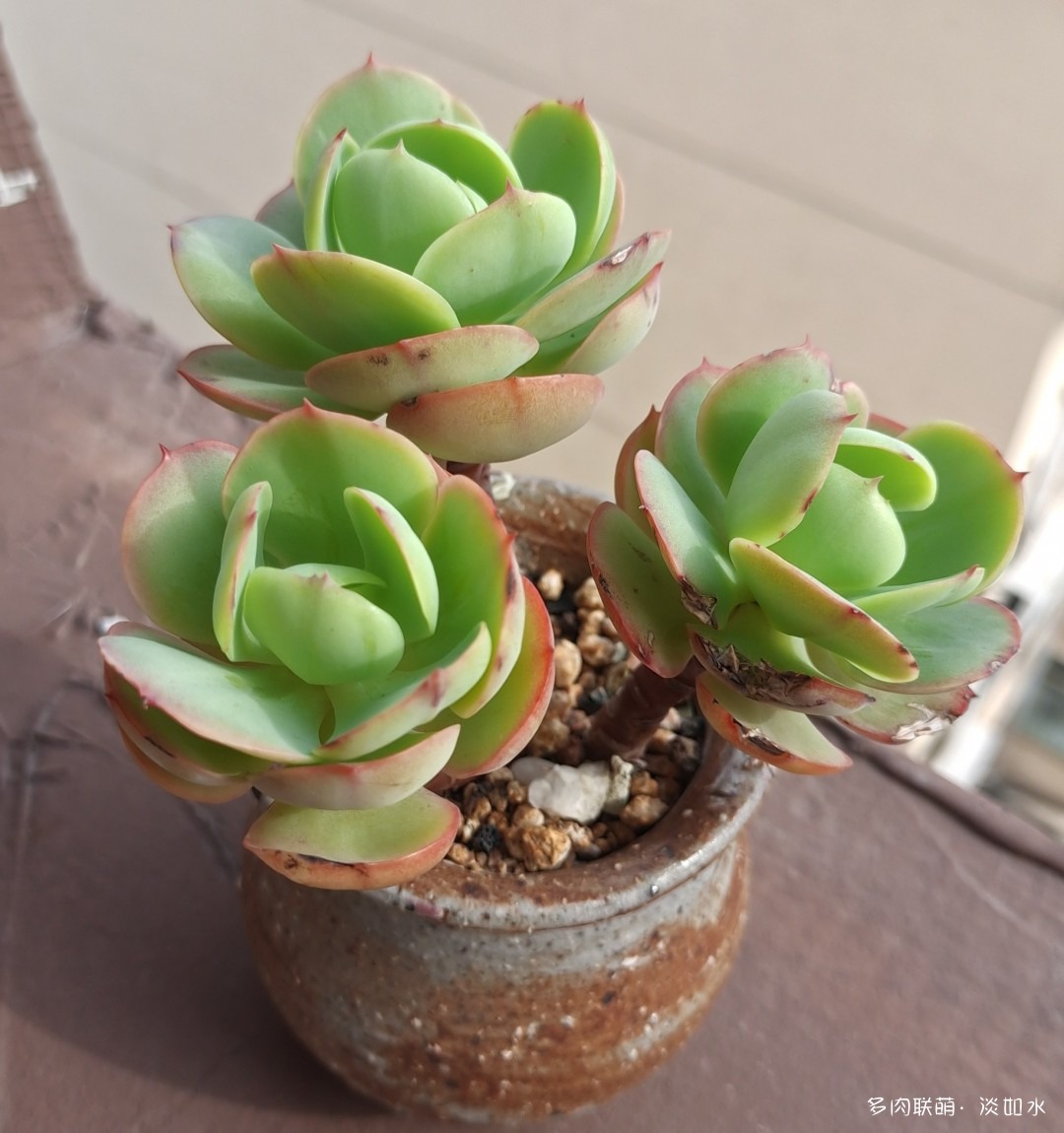 碧桃
