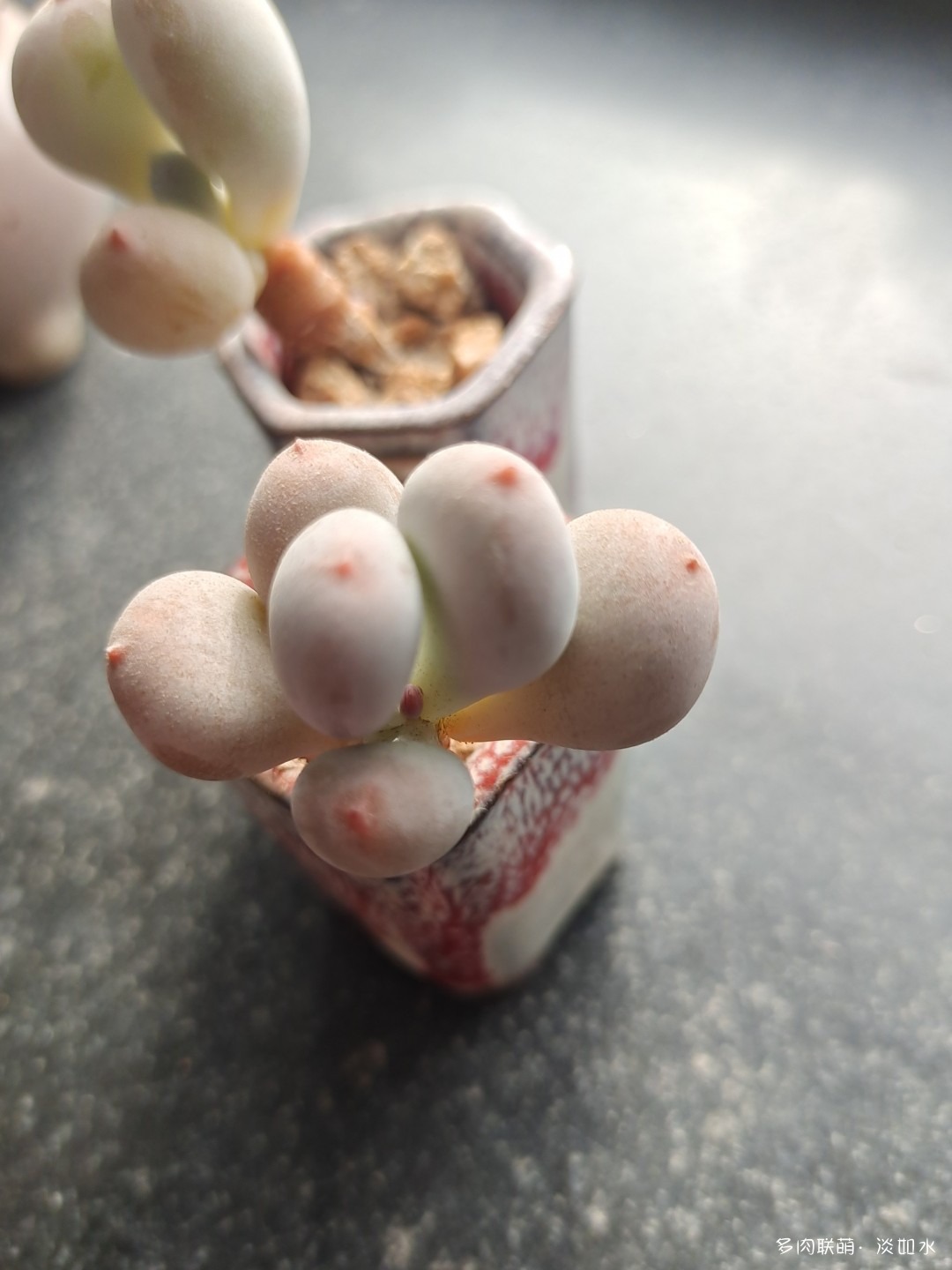 拇指盆多肉