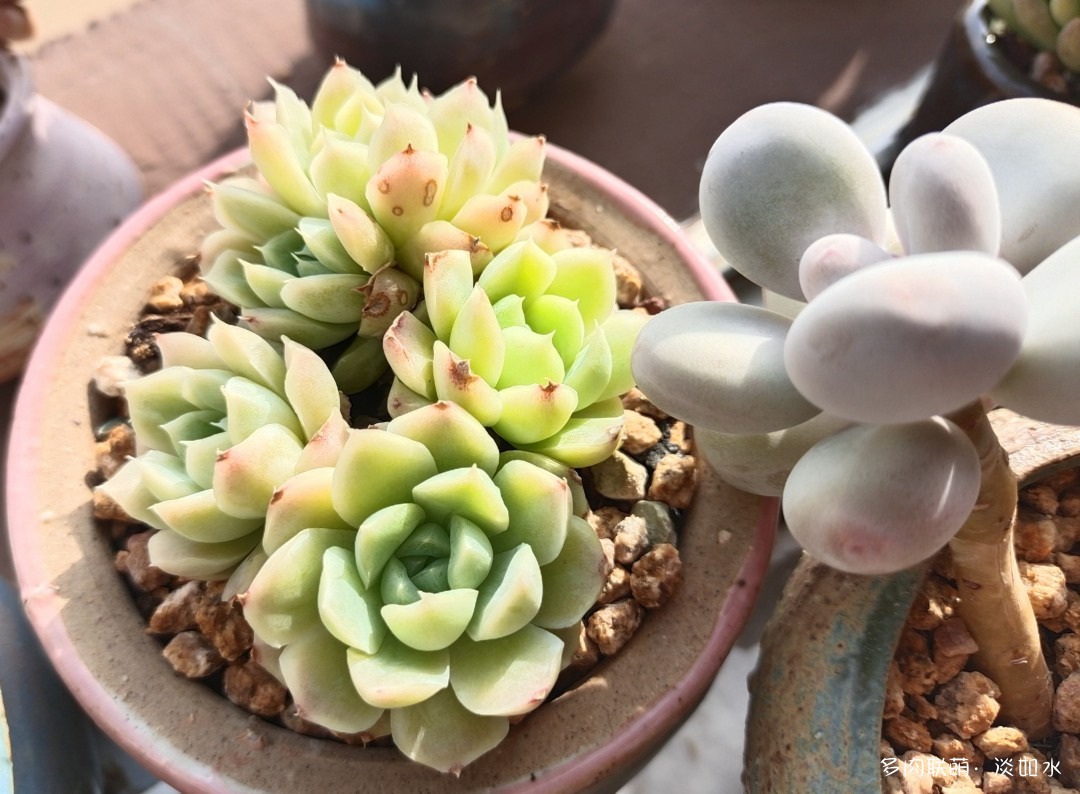 白月影？