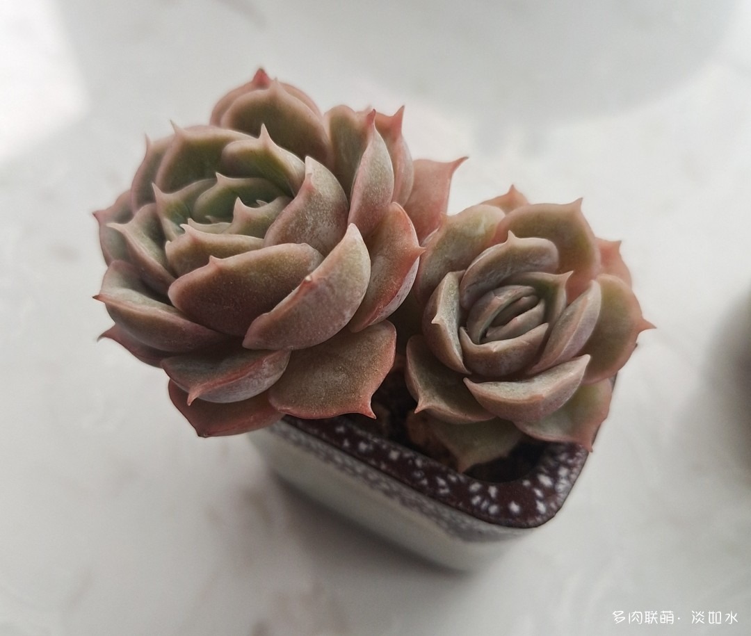 拇指盆多肉