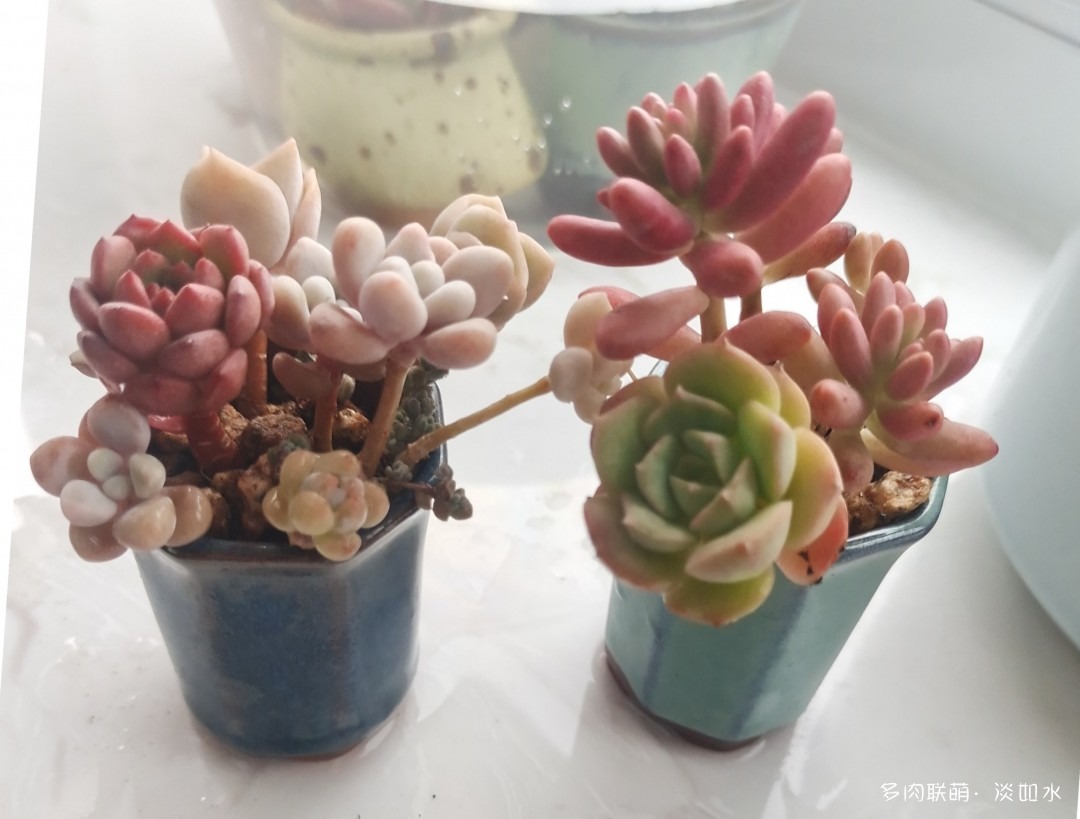 拇指盆多肉