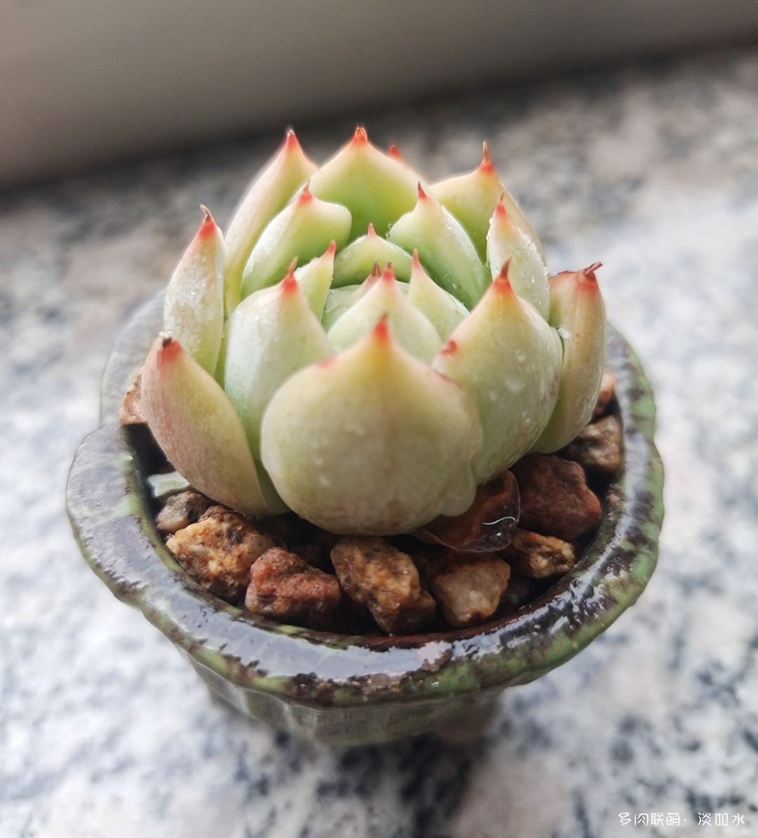 拇指盆多肉