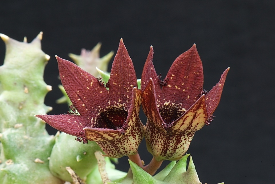 红幻窟 Orbea gerstneri ssp. elongata