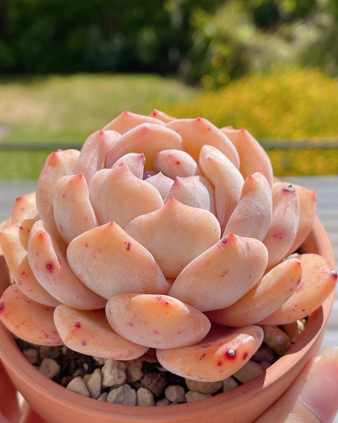 Echeveria 'Monroe'，梦露，或者说橙梦露