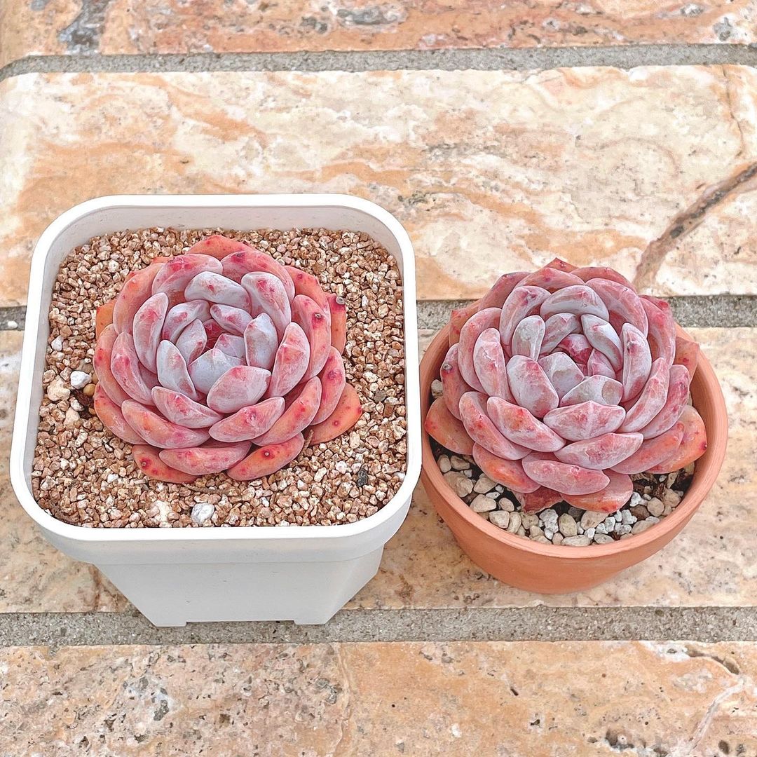 Echeveria 'Monroe'，梦露，或者说橙梦露