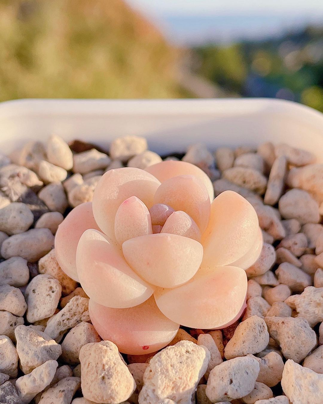 Echeveria 'Ice green' 冰玉