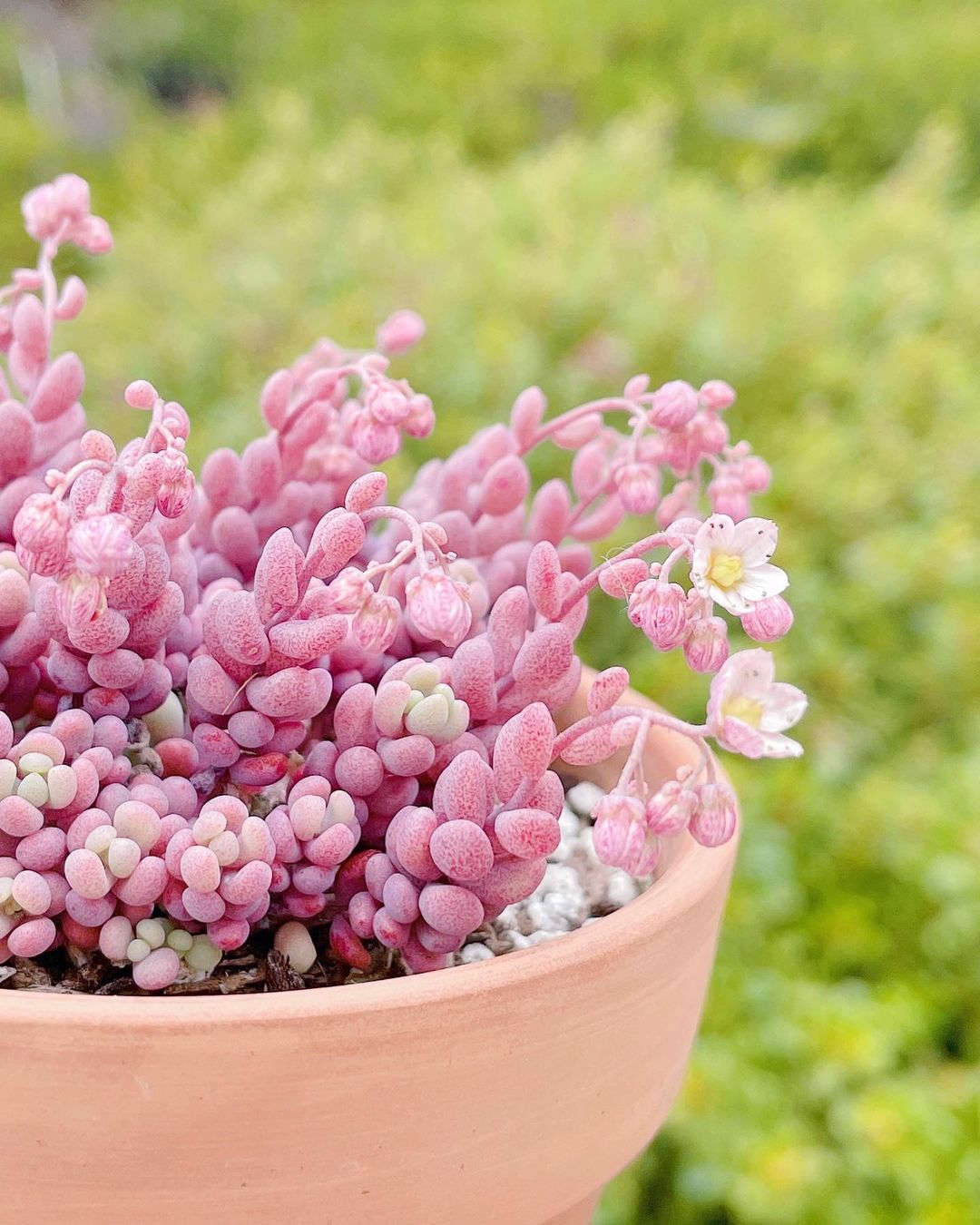 Sedum dasyphyllum 'Major' 旋叶姬星美人