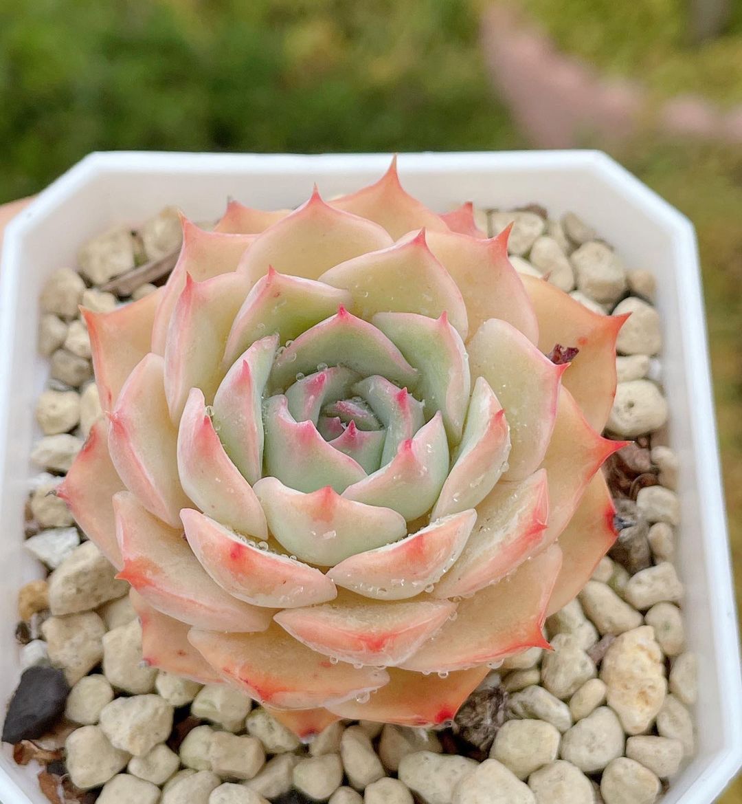 Echeveria 'Pink Tips' 粉色提示