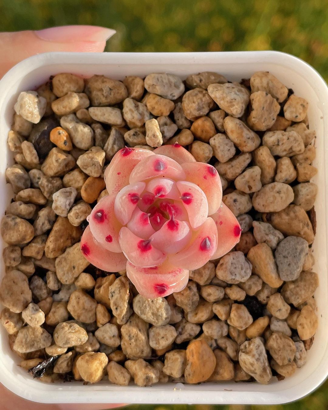 Echeveria chihuahuaensis 吉娃娃