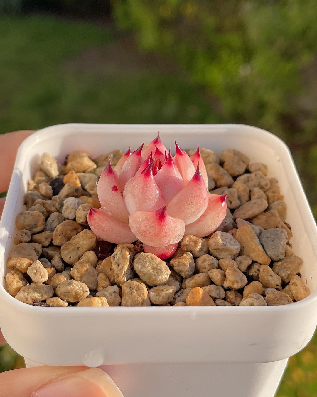 Echeveria chihuahuaensis 吉娃娃