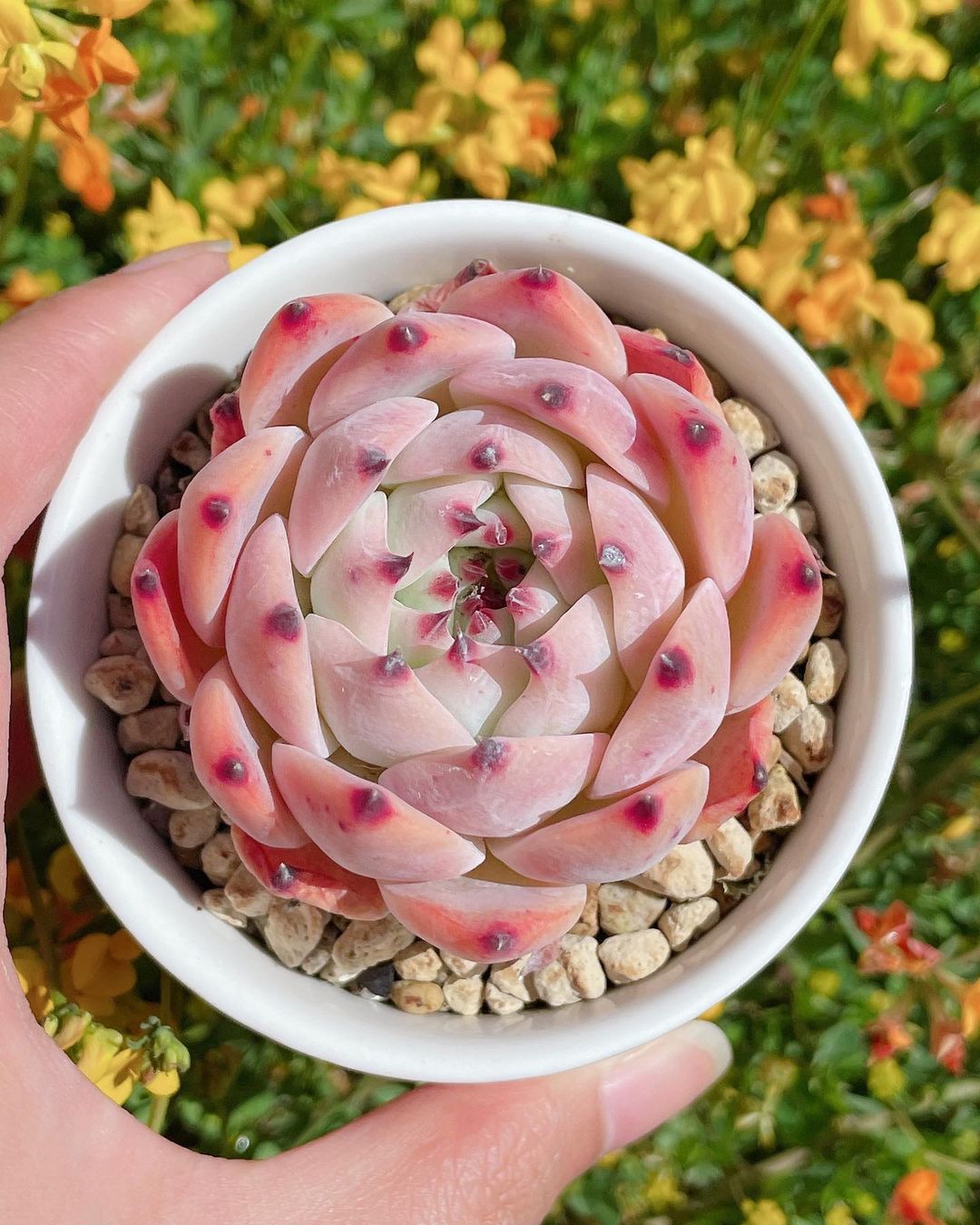 Echeveria chihuahuaensis 吉娃娃