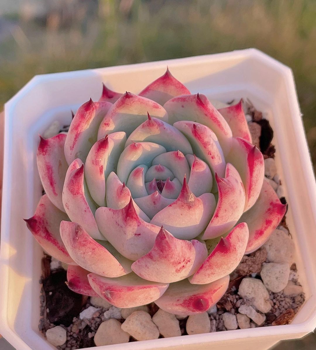 Echeveria chihuahuaensis 吉娃娃