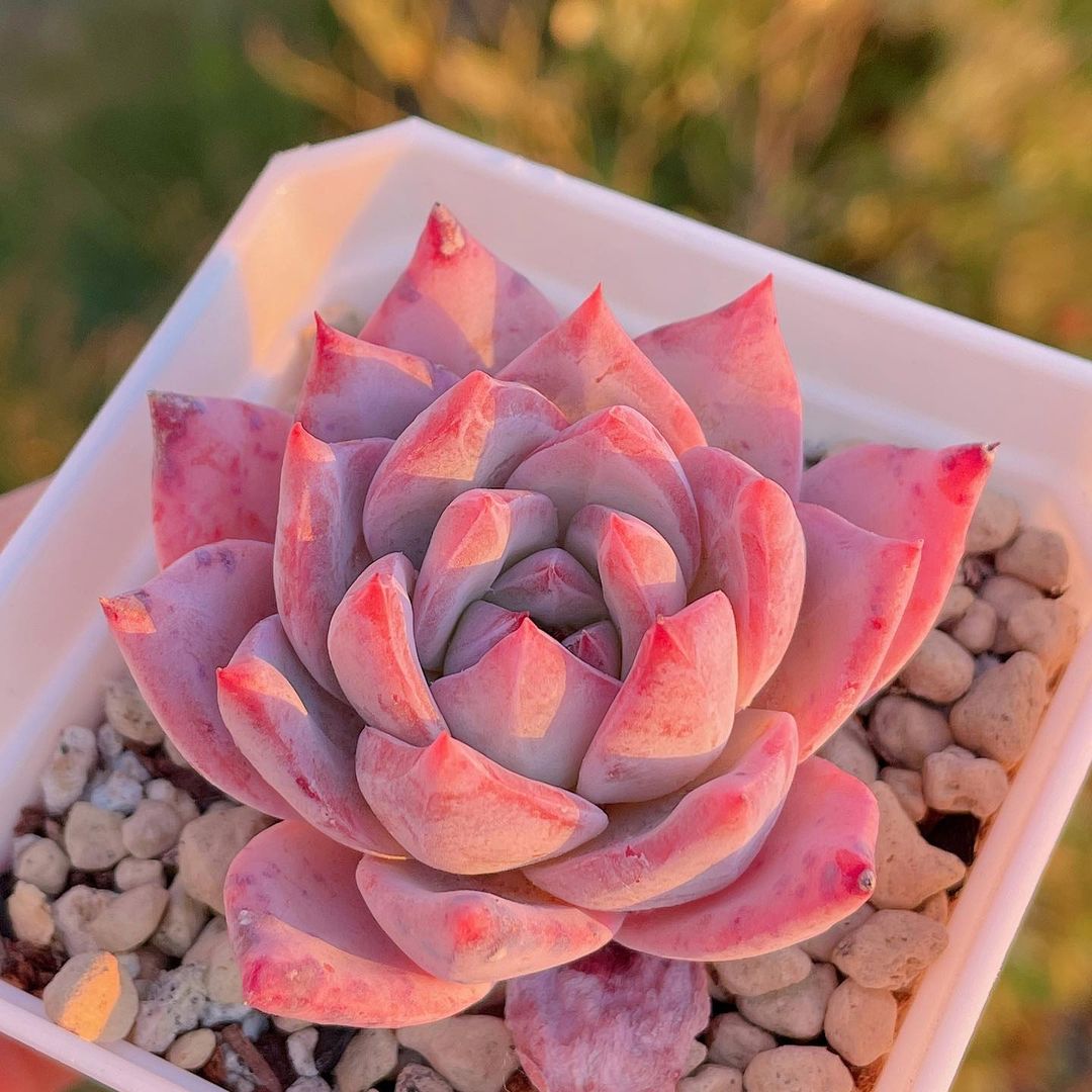 Echeveria 'Blue Bird' 粉蓝鸟