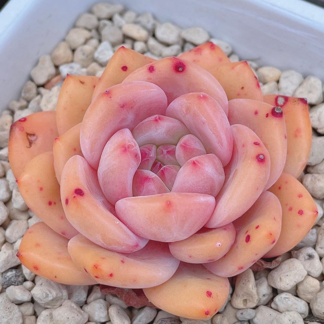 Echeveria 'Ariel'，凌雪、爱丽儿