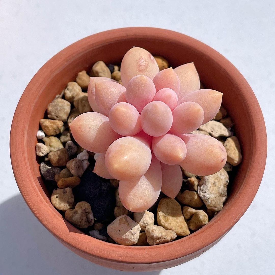 Pachyphytum 'Baby Fingers' 婴儿手指