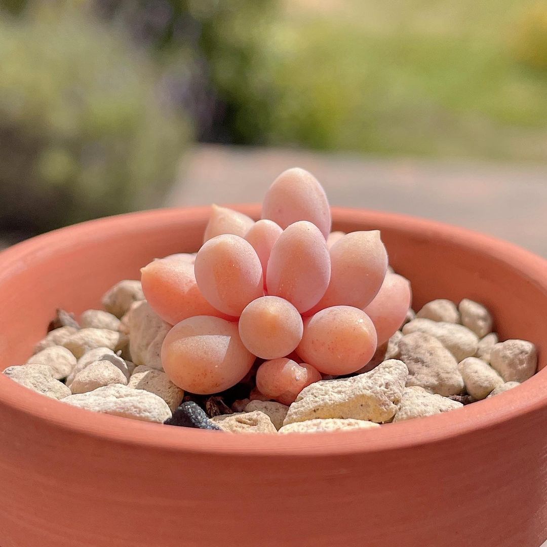 Pachyphytum 'Baby Fingers' 婴儿手指