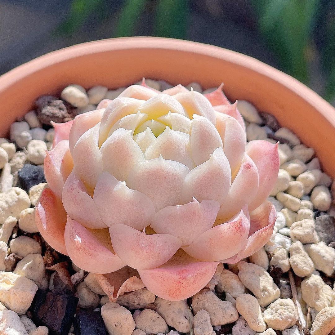 Echeveria hughmillus 月影之宵