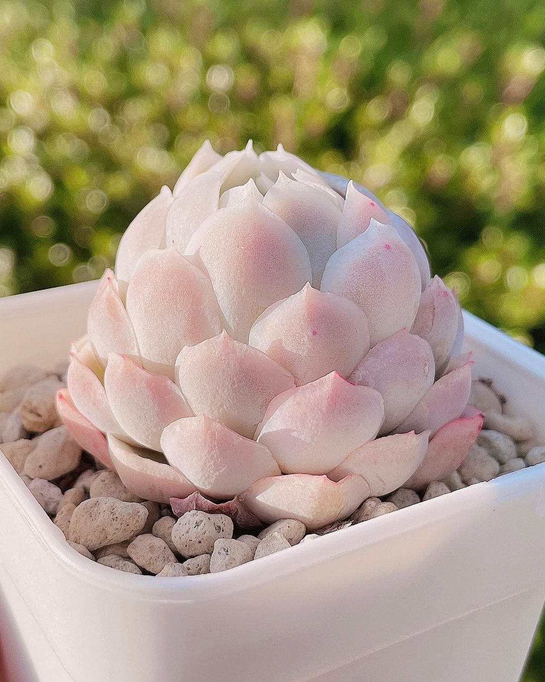 Echeveria sp