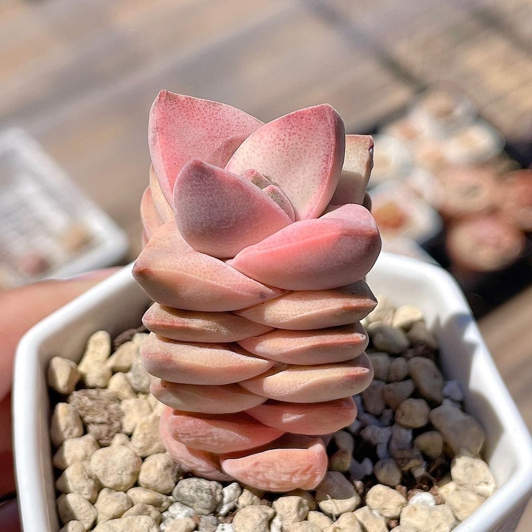 Crassula 'Moonglow' variegata 纪之川锦