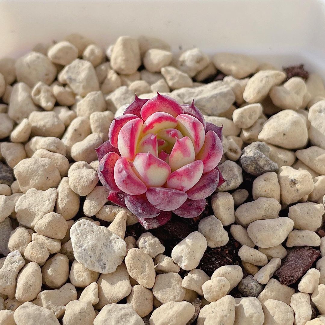 Echeveria minima 姬莲