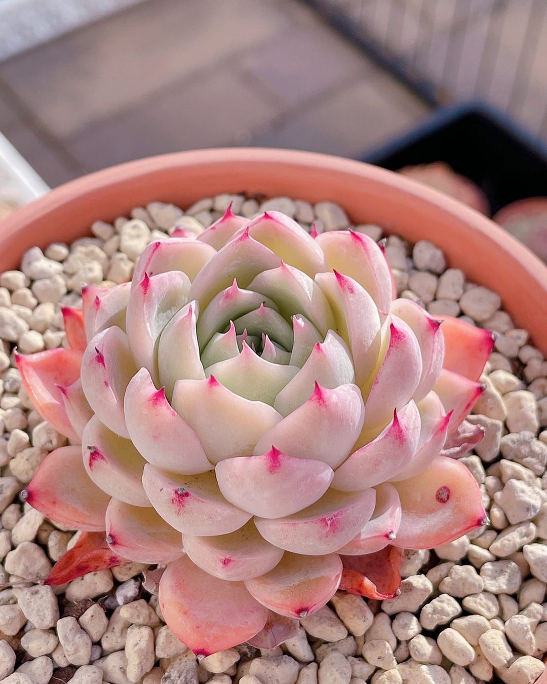 Echeveria 'Crystal Rose'  水晶玫瑰