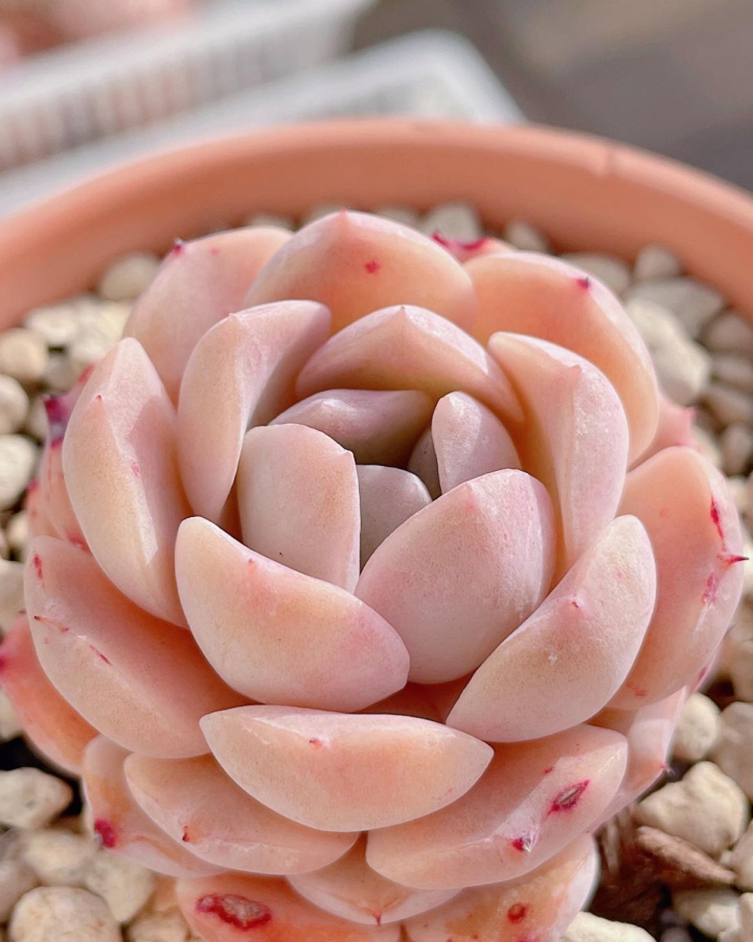 Echeveria 'Amazing grace' 恩宠，雪莲系多肉