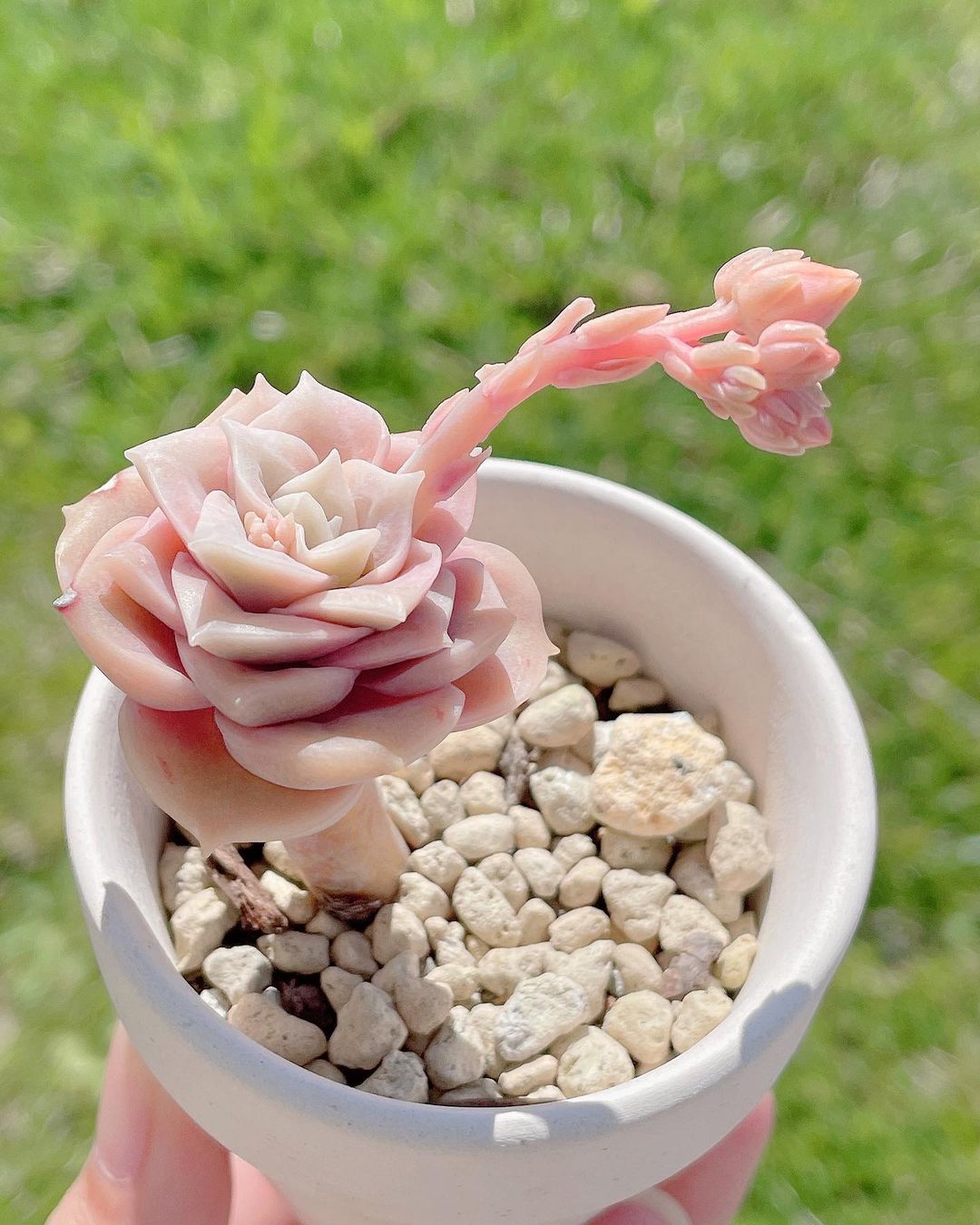 Echeveria 'Lovely Rose'，可爱玫瑰，这粉是真粉