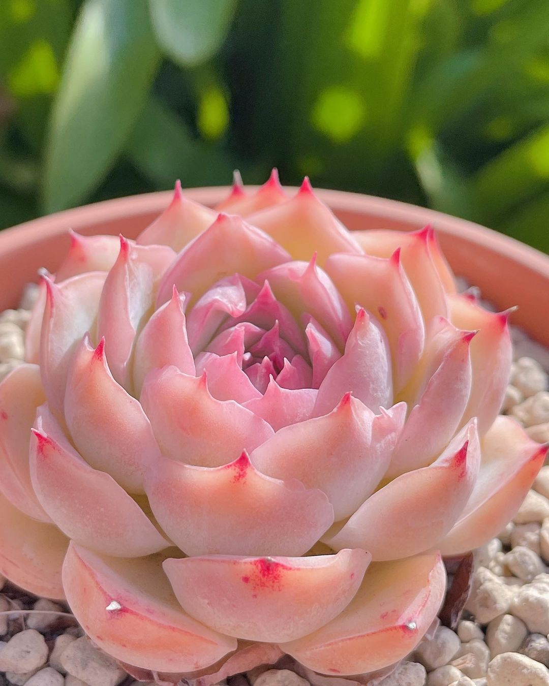 Echeveria 'Silhouette' 侧影