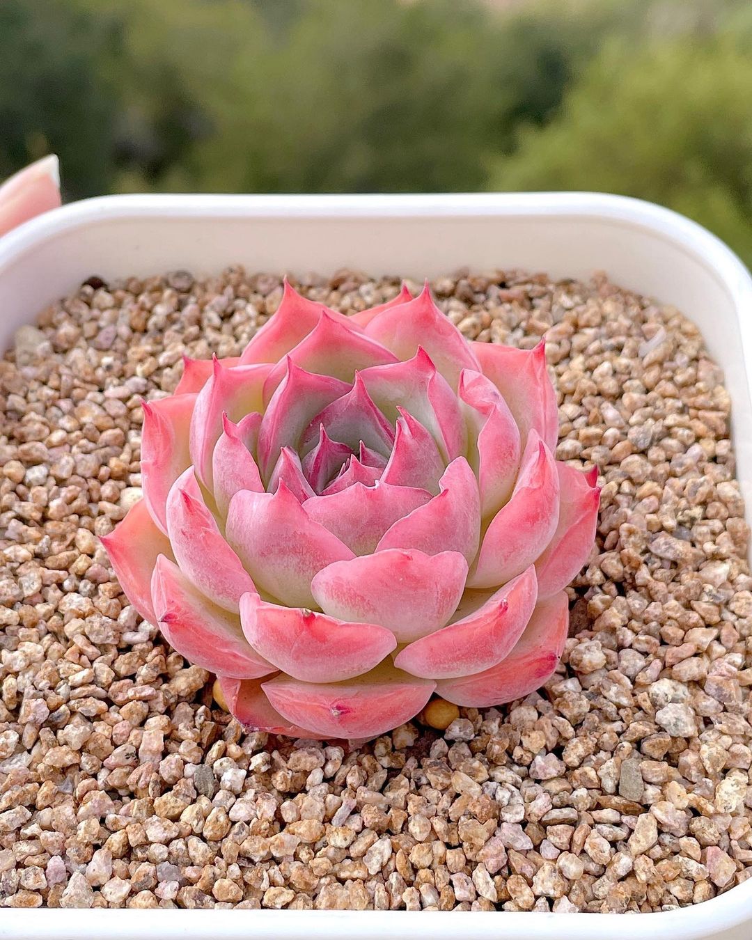 Echeveria 'Silhouette' 侧影