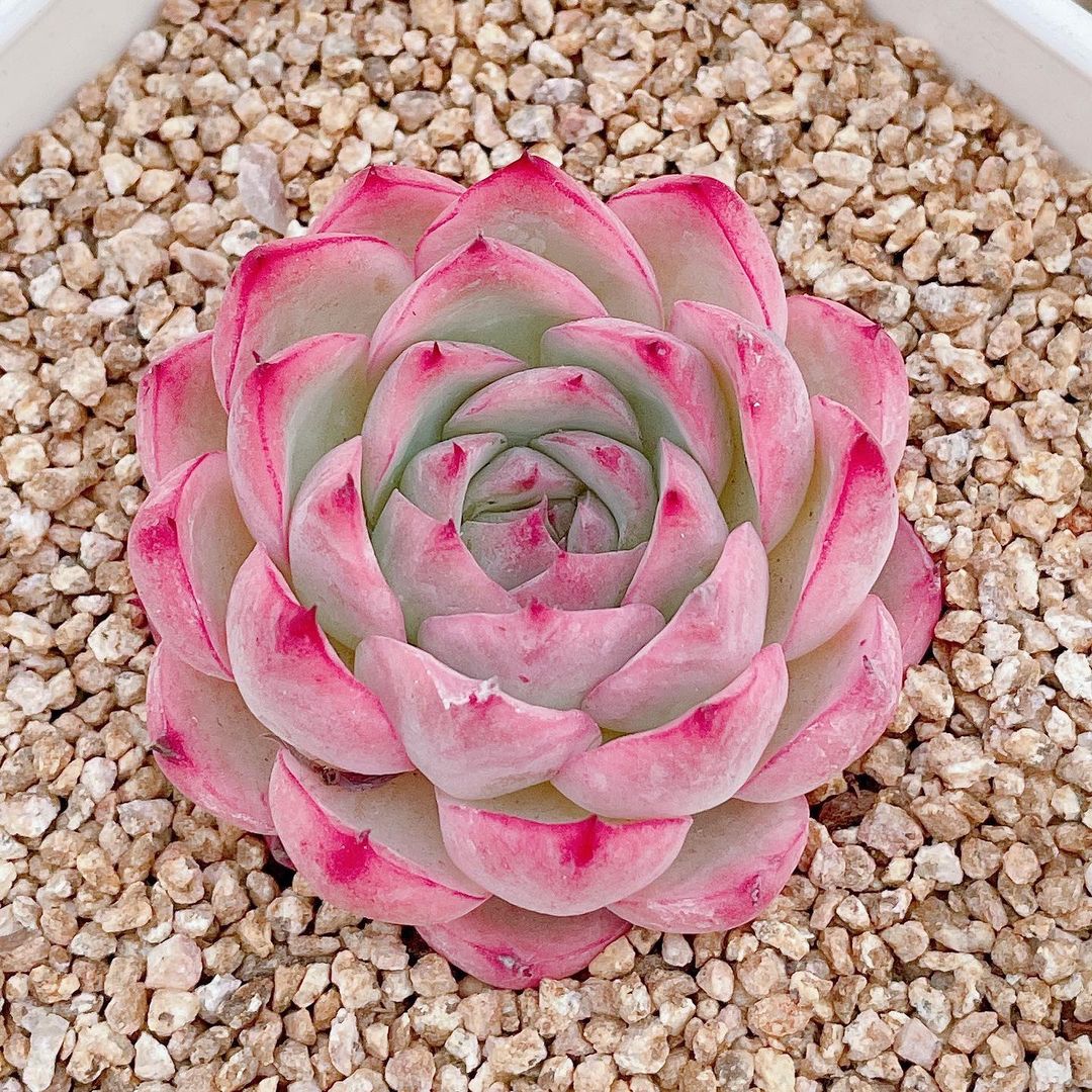 Echeveria 'Pink Crystal' 粉色水晶