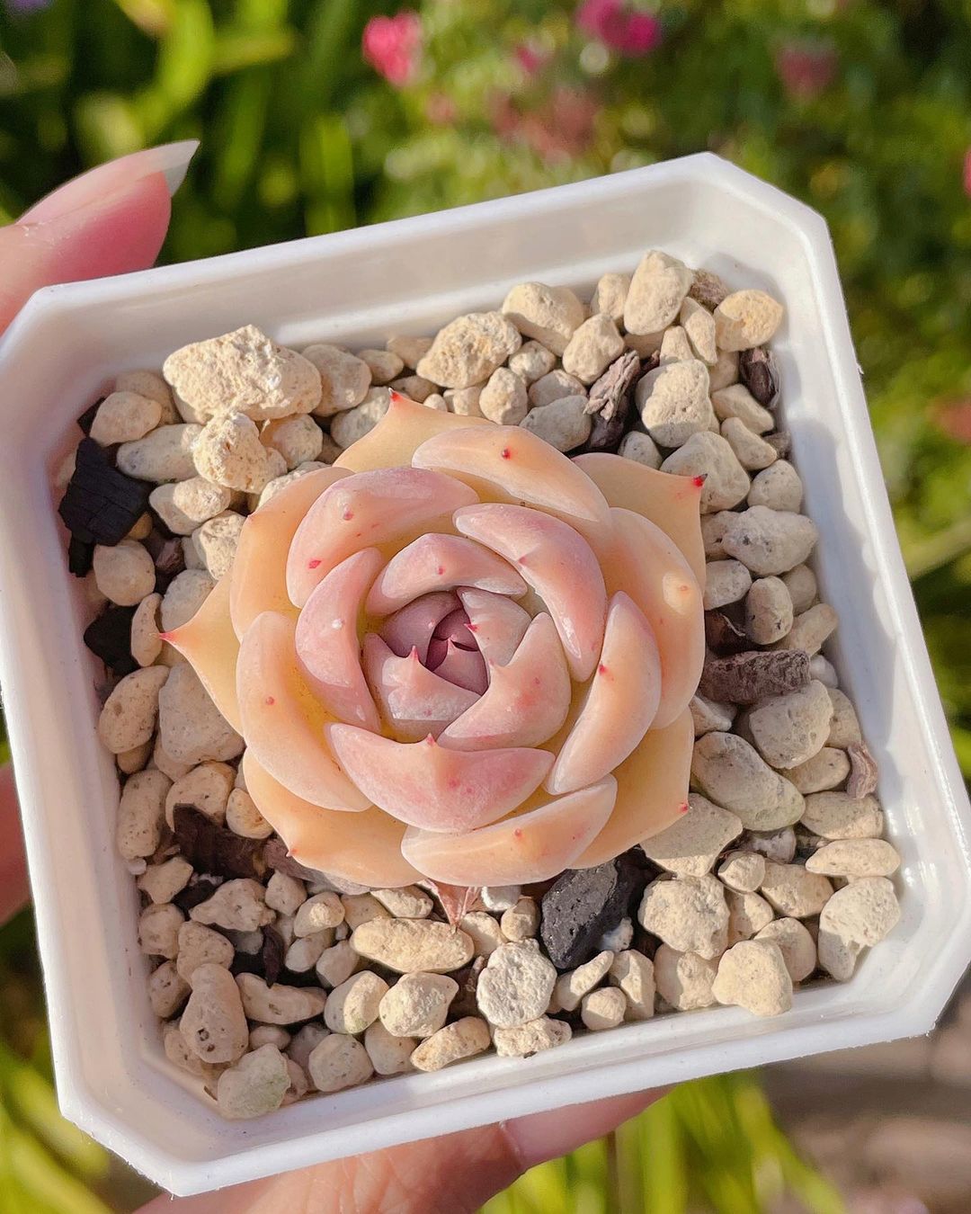 Echeveria 'Rosanna' 罗珊娜