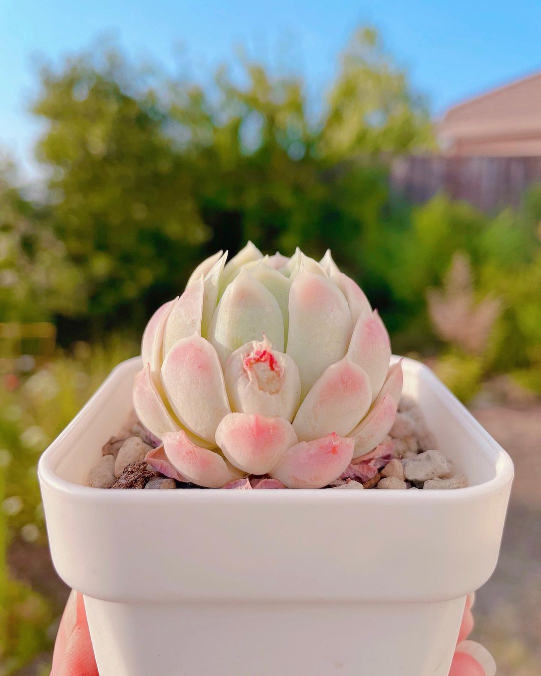 Echeveria 'Raspberry Ice' 冰莓