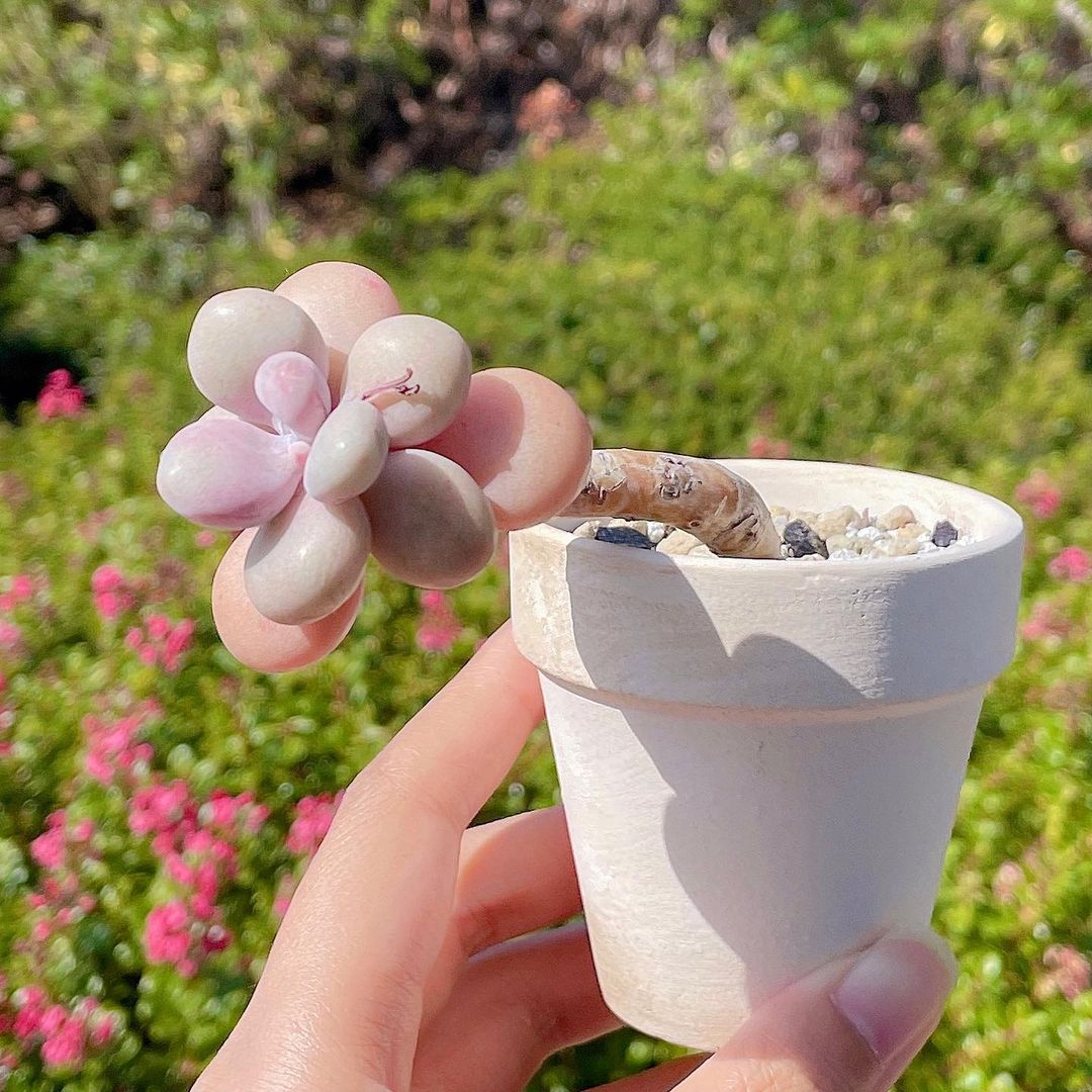 Graptopetalum Amethystinum 桃蛋