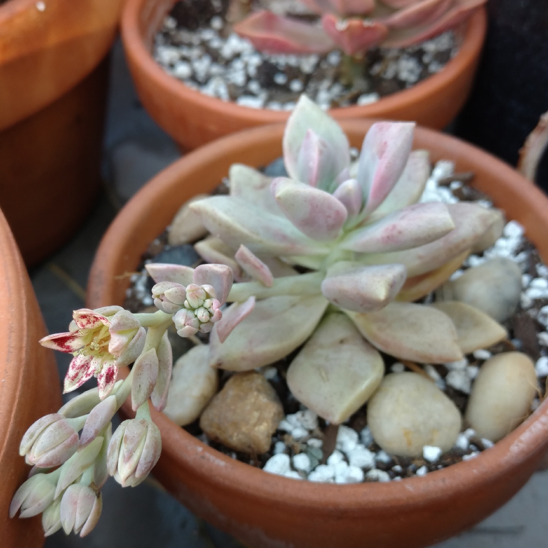 塞维涅夫人 Graptopetalum 'Marquise de Sévigné'