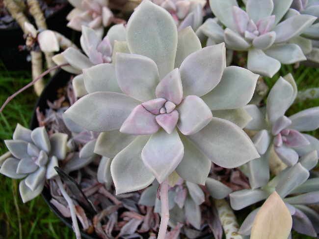 塞维涅夫人 Graptopetalum 'Marquise de Sévigné'