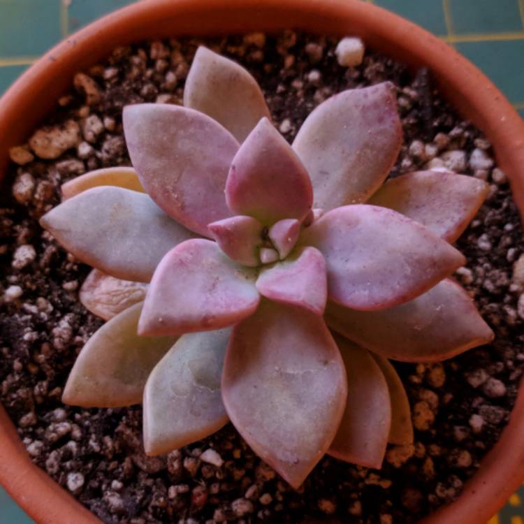 塞维涅夫人 Graptopetalum 'Marquise de Sévigné'