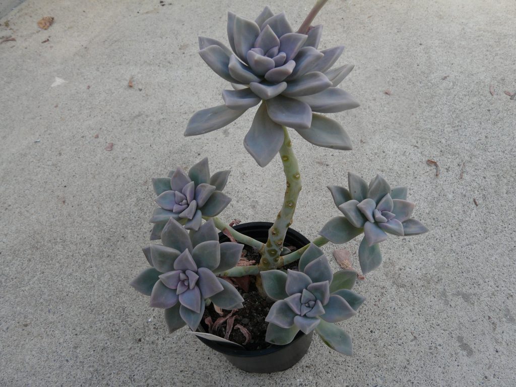 塞维涅夫人 Graptopetalum 'Marquise de Sévigné'