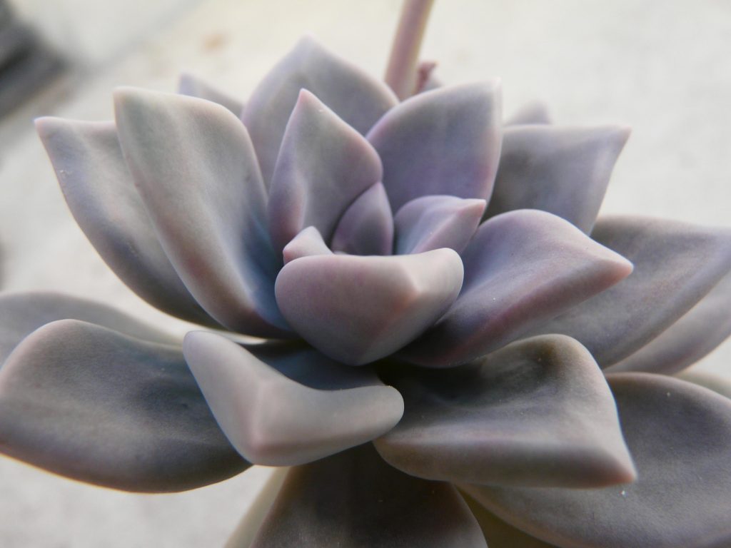 塞维涅夫人 Graptopetalum 'Marquise de Sévigné'