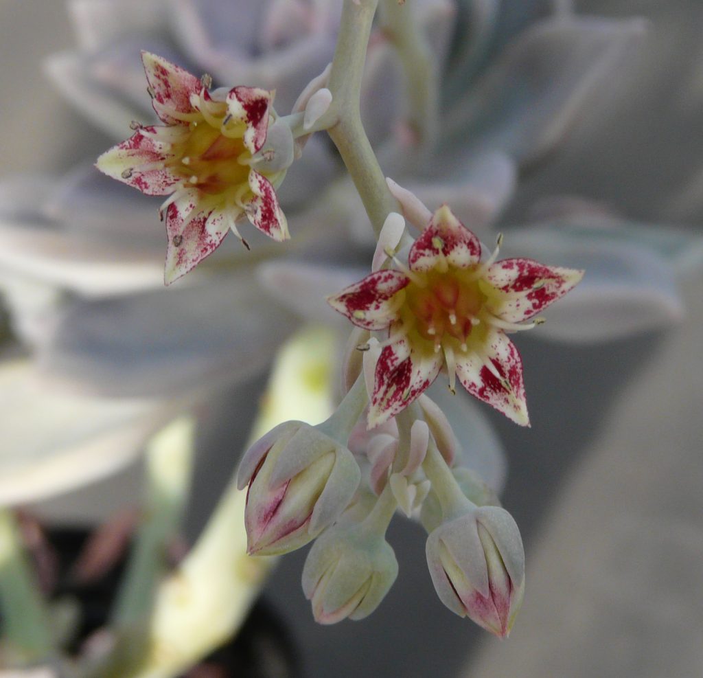 塞维涅夫人 Graptopetalum 'Marquise de Sévigné'